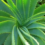 home remedies for oily skin